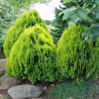 Туя східна 