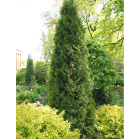 Туя західна Пірамідаліс Компакта купить