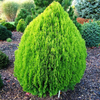 Туя восточная Ауреа Нана купить