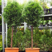 Туя Східна Ауреа Нана на штамбі купить