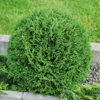 Туя западная Вудварди купить