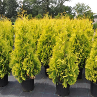 Туя западная Еллоу Риббон купить