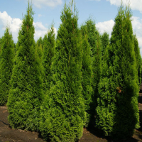 Туя західна Смарагд 140 см купить