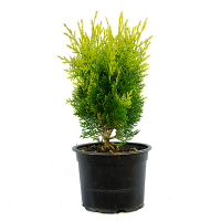 Туя східна Aurea Nana купить