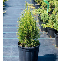 Туя західна Смарагд Варієгата купить