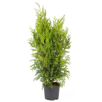 Туя западная Брабант купить