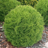 Туя західна Хосері купить