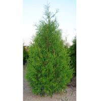 Туя западная Брабант, 110-120 см (ком) купить