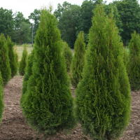 Туя західна Смарагд, 90-100 см (ком) купить