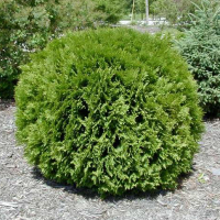 Туя западная Вудварди (ком) купить