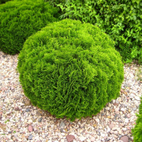 Туя західна Даніка купить