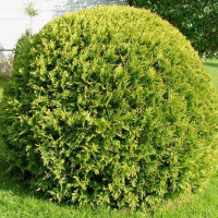 Туя occidentalis Golden Globe купить