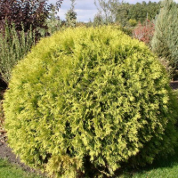 Туя западная Голден Глоб купить