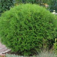 Туя западная Глобоза купить