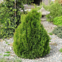 Туя западная Мики купить