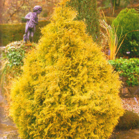 Туя occidentalis Rheingold купить