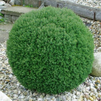 Туя occidentalis Teddy купить