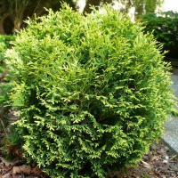 Туя occidentalis Waterfield купить