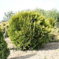 Туя гігантська Корник купить