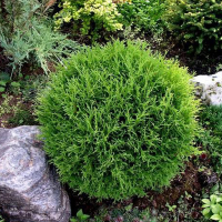 Туя западная Тини Тим купить