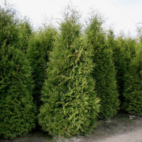 Туя західна Брабант, 100-110 см (ком) купить