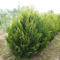 Туя Корник купить