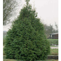 Туя західна Фрісландія купить