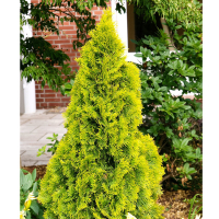 Туя західна Голден Смарагд купить