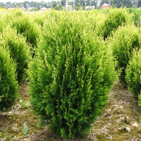 Туя западная Корник купить