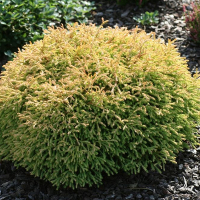 Туя западная Голден Таффет купить