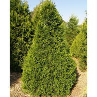 Туя Корник купить