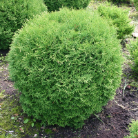 Туя західна Tіні Тім купить