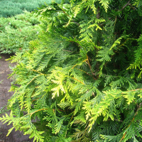 Туя западная Waxen купить