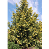 Туя складчаста Зебрина купить