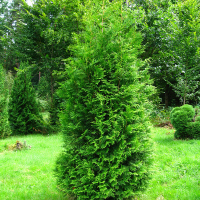 Туя західна Брабант купить
