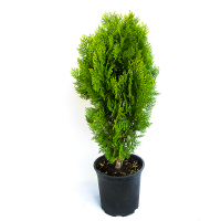 Туя східна Аурея Нана купить