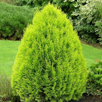 Туя восточная Ауреа Нана купить