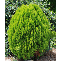 Туя Східна Ауреа Нана купить