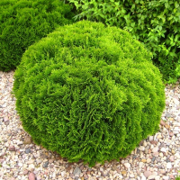 Туя західна Даніка купить