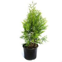 Туя західна Брабант купить