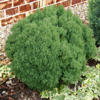 Туя західна Тедді купить