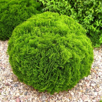 Туя западная Даника купить