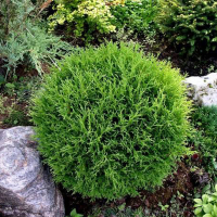 Туя західна Tіні Тім купить