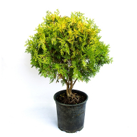 Туя західна Санкіст купить