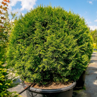 Туя західна Смарагд куля купить