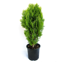 Туя Східна Ауреа Нана купить