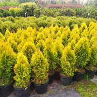 Туя західна Голден Смарагд купить