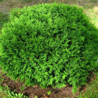 Туя западная Хосери купить