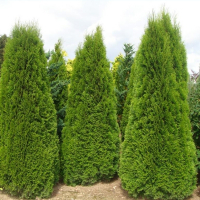 Туя західна Смарагд купить