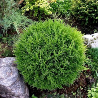 Туя западная Тини Тим купить